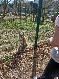 Animal experiences - Carnivore Encounter
