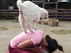 Goat Yoga