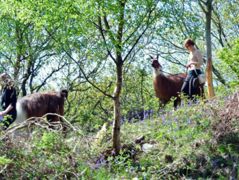 Llama Trekking