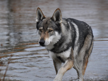 Walking With Wolves