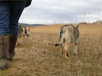 Walking With Wolves