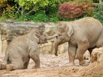 Chester City Centre or Chester Zoo 9th August. 