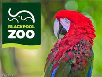 Blackpool Airshow or Zoo  11th August