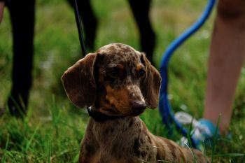 Garstang Show